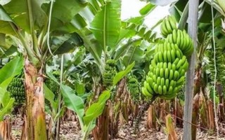 種香蕉施什么肥，按不同的生長(zhǎng)時(shí)節(jié)來決定
