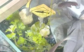 斗魚燒尾的原因，可能是水質(zhì)太差或細(xì)菌感染所致