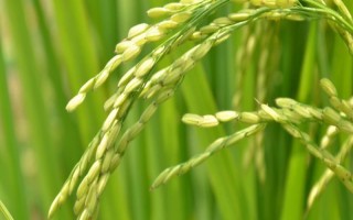 華福S水稻品種的特性，生育期比SE21S短6天