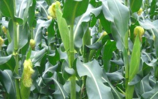 大玉3號玉米種子介紹，6月20日前播種