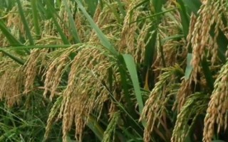 浮香1號水稻種子特征特性，6月20日左右播種