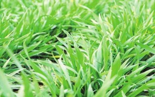 富育麥201小麥種子特征特性，每畝適宜基本苗16～18萬