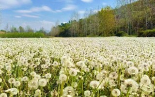 種植蒲公英要注意什么，出苗前不能施肥