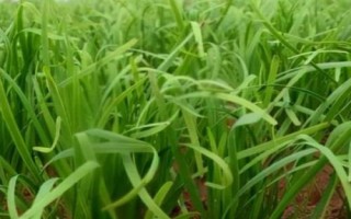 韭菜的種植技術(shù)，土壤解凍后到秋分可隨時播種