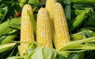豐樂816玉米品種的特性，放赤眼蜂防治玉米螟蟲