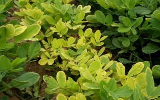 花生葉子發(fā)黃的原因，土壤、施肥、缺素等因素都會(huì)導(dǎo)致