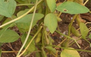 桂夏6號大豆品種簡介，畝密度1.3～1.5萬株為宜