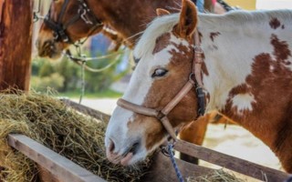 馬的飼喂次數(shù)，每天的喂養(yǎng)次數(shù)以3-4次為宜