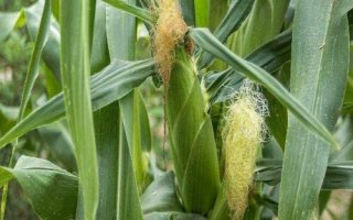 ZH945玉米種簡(jiǎn)介，關(guān)中地區(qū)6月15日前播種