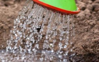 雅樂之舞如何養(yǎng)殖，澆水可采取見干見濕的方法