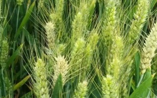 西農(nóng)538小麥品種的特性，該品種耐肥水性強