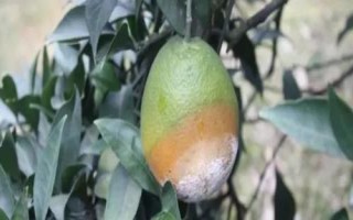 柑橘褐腐病怎么防治，禁止從疫區(qū)引進(jìn)苗木和接穗