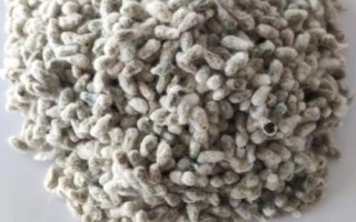 浙大10號棉花種子簡介，應(yīng)適時(shí)播種