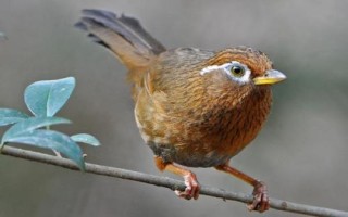 畫眉鳥不叫如何解決，可放置在安靜的地方獨處一段時間