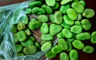 在家種蠶豆的方法，浸種消毒后再撒播覆土