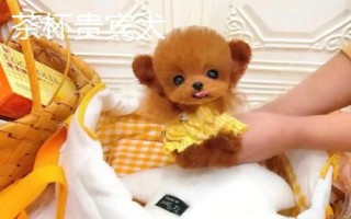 茶杯犬喂哪種食物，一歲左右主喂牛奶和雞蛋、超過一歲后主喂狗糧