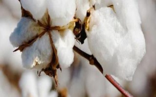 中綠204560棉花種子特征特性，轉(zhuǎn)基因抗蟲常規(guī)棉品種