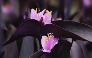 紫竹梅的花語，寓意堅(jiān)決、勇敢、無畏等