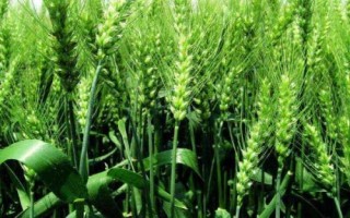 WF405小麥種子特征特性，平均生育期235天