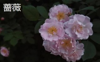 薔薇和月季的區(qū)別,花朵和花期均不同