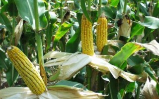 嘉玉368玉米品種的特性，適宜密度為每畝5000株左右
