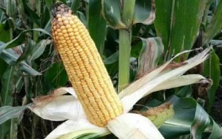 強德818玉米品種簡介，根據(jù)實際情況播種前施足農(nóng)家肥