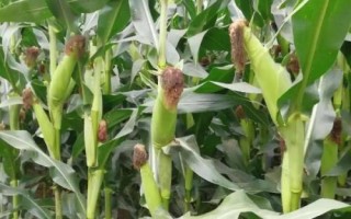靖玉5號(hào)玉米種子簡介，密度4500－5000株/畝