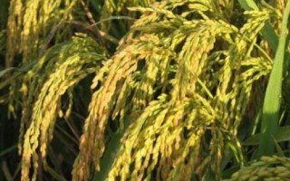 滇禾優(yōu)801水稻種子簡介，粳型三系雜交水稻品種