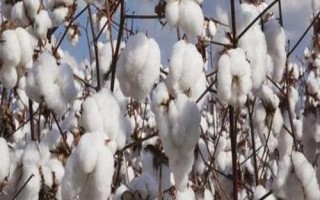 湘XH50棉花種子特征特性，轉(zhuǎn)抗蟲基因早熟常規(guī)棉品種