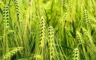 華成865小麥品種簡介，全生育期228天