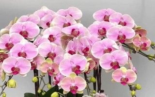 秋季適合種哪些花，可以種菊花、桂花、蝴蝶蘭等