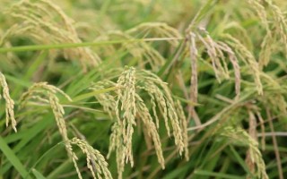 粳兩優(yōu)5519水稻種子特征特性，全生育期166天