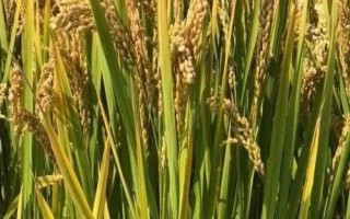 吉稻2號水稻品種簡介，葉瘟表現(xiàn)中抗