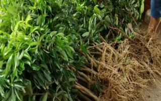 桂早荔荔枝苗哪里有賣，建議實(shí)地購(gòu)買