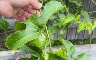 百香果如何進行春季管理，在定植后應(yīng)該澆足定根水