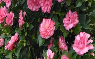 四季茶花好不好養(yǎng)，是比較好養(yǎng)活的花卉