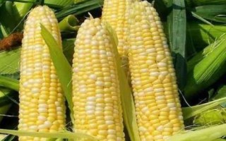 通育189玉米種子特征特性，4月末～5月初播種