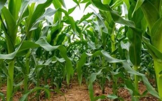 德豐818玉米種子簡(jiǎn)介，出苗至成熟136天