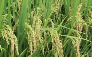 亮S水稻種子特點(diǎn)，在長(zhǎng)沙6月4日播種