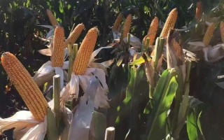 陜單636玉米種子介紹，在中等肥力以上地塊栽培