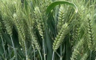 懷川101小麥品種簡(jiǎn)介，全生育期222～225天