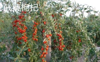 枸杞苗適合什么時候種植，每年春季的3-4月成活率最高