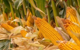 什么品種的玉米種子好，常見的有偉科702、華農(nóng)866等