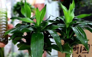 富貴竹屬于喜陰還是喜陽植物，適合生長在有散光的半陰處