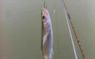 釣白條魚用什么餌料，可選擇自然餌或商品餌