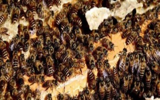 中蜂囊狀幼蟲(chóng)病的原因，直接病因是感染蜜蜂囊狀病毒