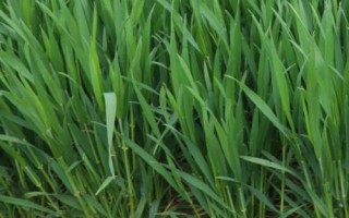 沈麥151小麥種子特征特性，5月下旬防治蚜蟲