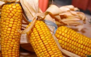 斯達糯64玉米品種簡介，畝適宜密度3500株左右