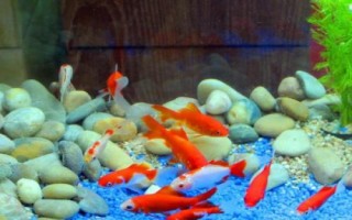 魚(yú)缸使用土霉素的劑量，根據(jù)用途調(diào)整
