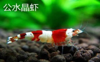 水晶蝦怎么分公母，體型和頭部均不同